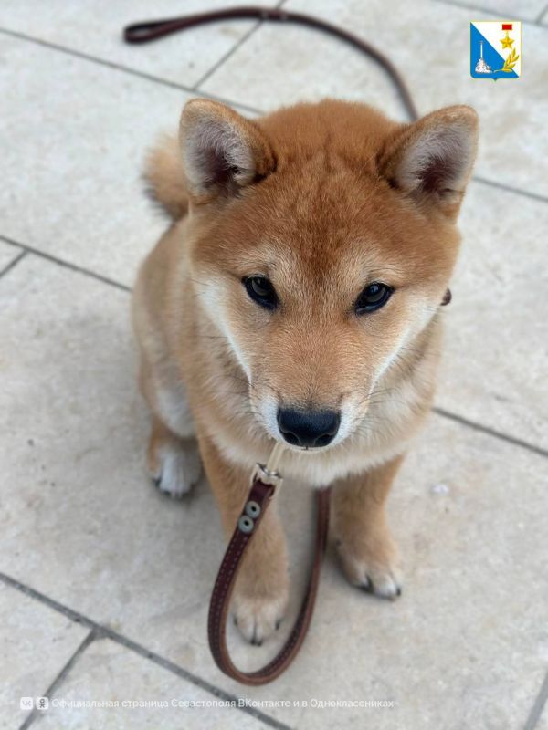 7 июня госветслужба Севастополя провела выездную бесплатную вакцинацию собак и кошек против бешенства в Балаклавском районе