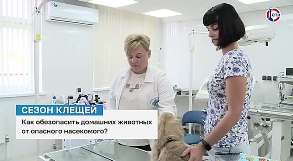 В Севастополе продолжается профилактика домашних животных от клещей