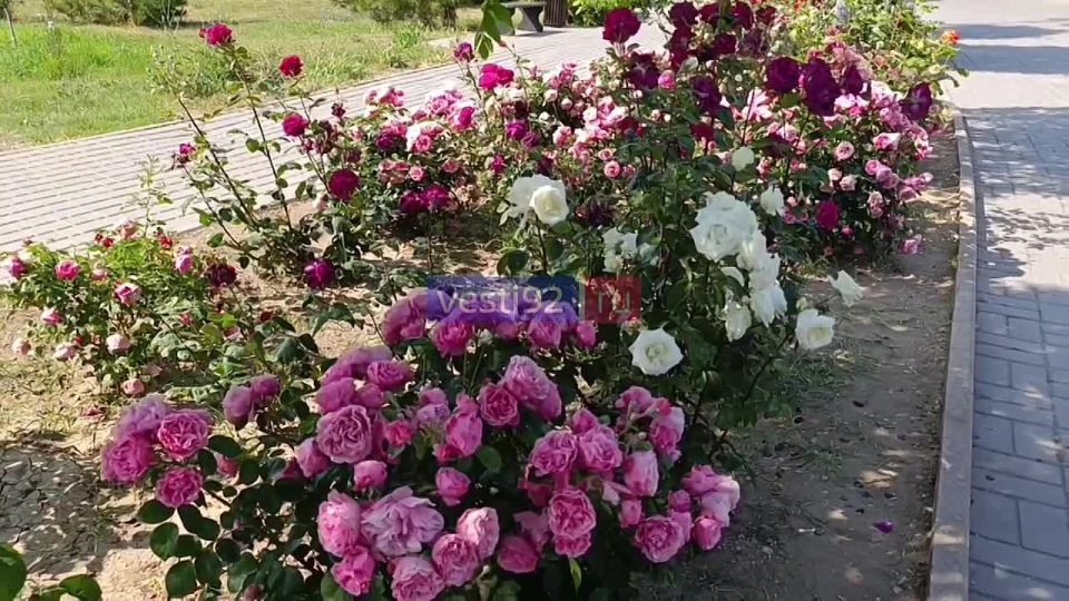 В Севастополе во всю цветут розы
