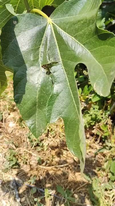 Инжир в Севастополе уже набирает и цвет и размер