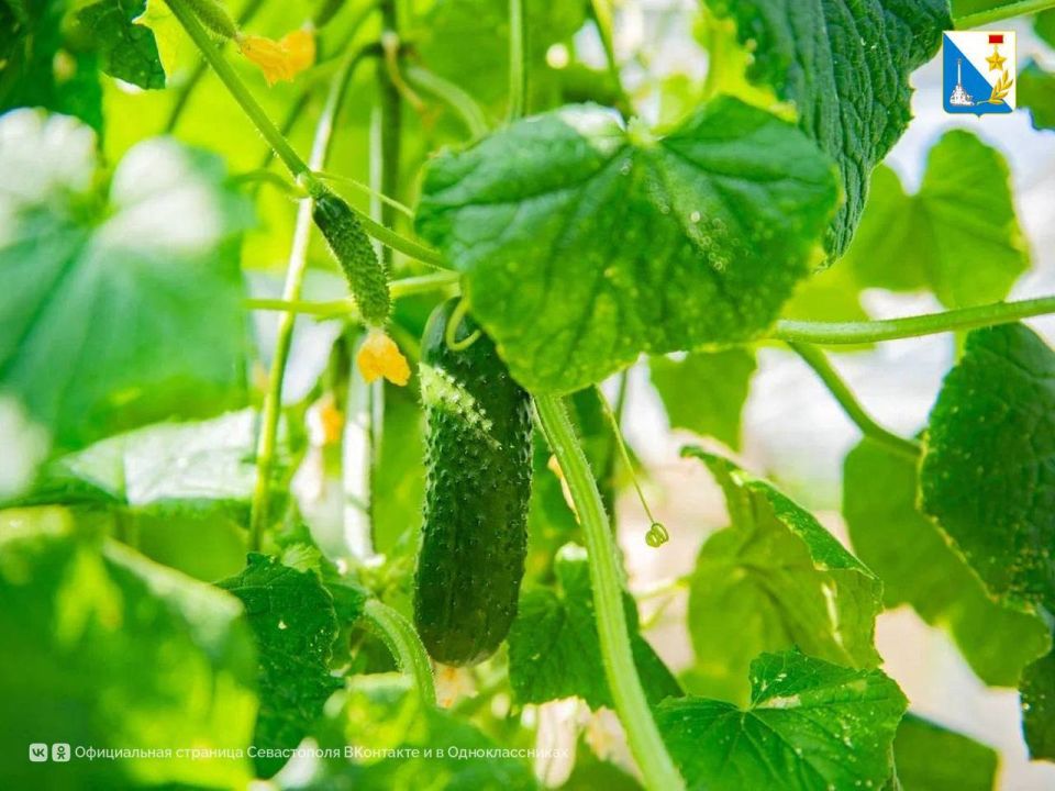 Предприятие по выращиванию огурцов получит субсидию 3 млн рублей