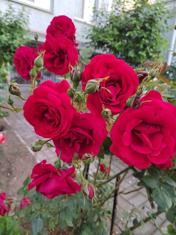 � ������ �����, ������!. � ����������� � ������� ��� �������