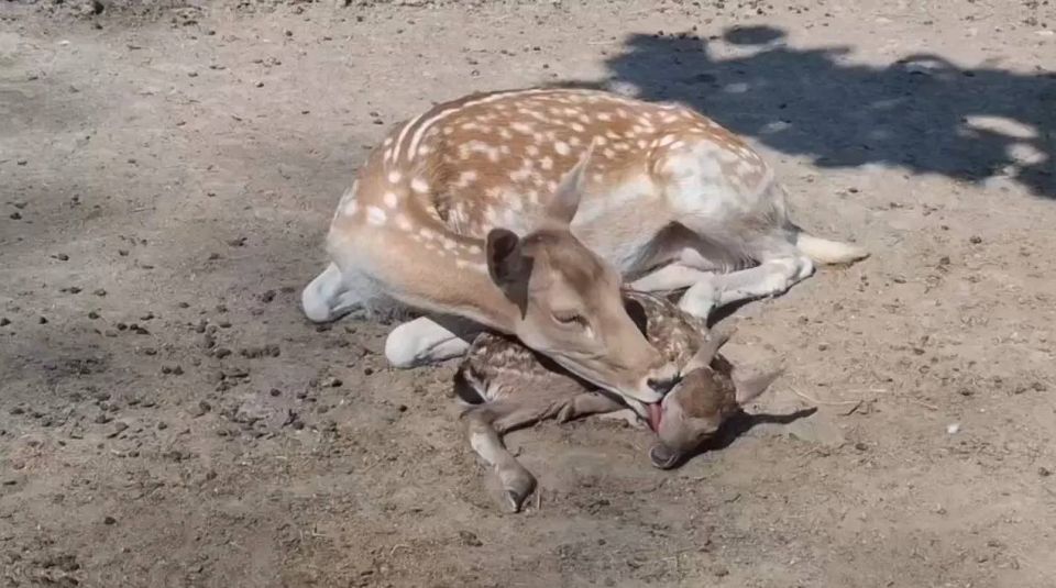 В Бахчисарайском парке миниатюр в Крыму на День России родились шесть детёнышей лани