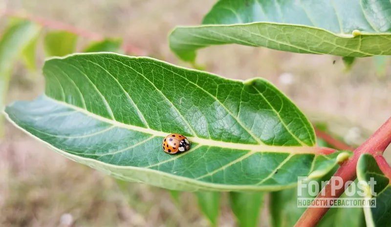 �� ��������� ������ 8000 �����, � ����� ������� ����� 55. ��� ����� ������������ � �� �������� (�� ������ �� �� ���� ��), � �� ������� � �� ������ ����� �� ����� ���� ���� ����� � ����. ���� ����� ����� ���� �� ���� �� 22�