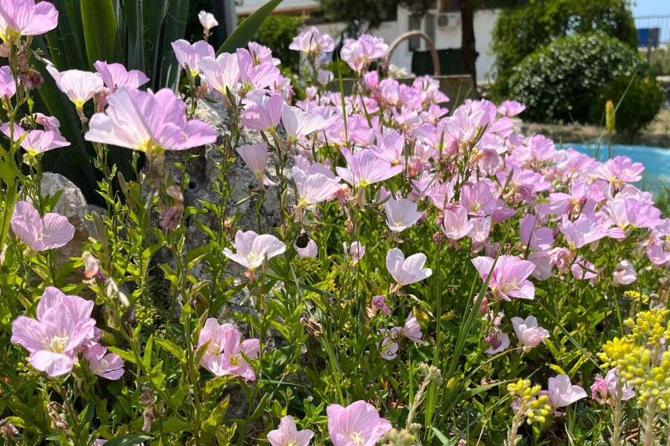 #Что это цветет?. Этот цветок — настоящий ночной волшебник: днём его бутоны скромно закрыты, но с первыми сумерками они распахиваются крупными розовыми чашами, будто крошечные фонарики, зажжённые для лунного бала Фото:...