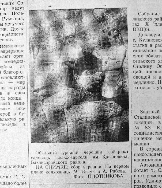 Обильный урожай черешни собирают садоводы сельхозартели им. Кагановича