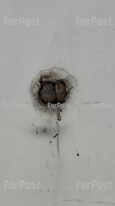 Уплотнительное жильё в центре Севастополя, недорого, прямо на площади Лазарева, ннада?