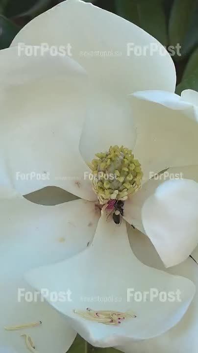 ����������� � ���� ���� �������� �����������: �������� �����������