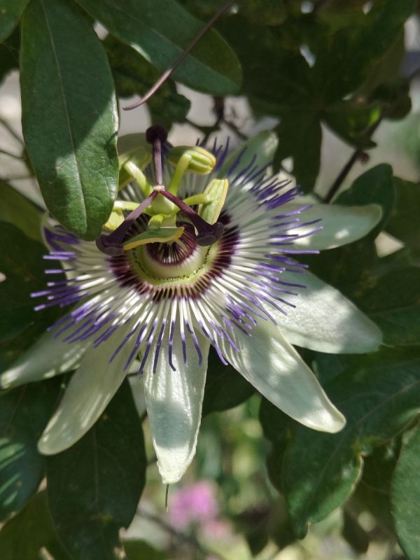 #Что это цветет?. Этот цветок, словно сошел со страниц фантастического романа: его сложная трёхъярусная структура напоминает космическую станцию с радиальными лучами, бахромчатой короной и выступающими тычинками