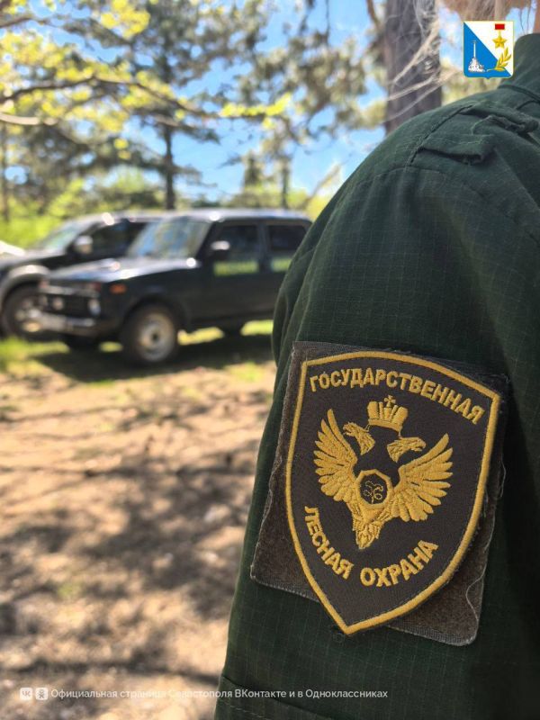 Севприроднадзор фиксирует рост числа лесных пожаров