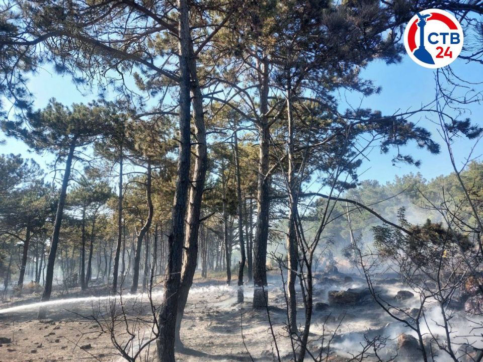 На территории Севастопольского участкового лесничества, в районе улицы Лесхозной, тушат пожар