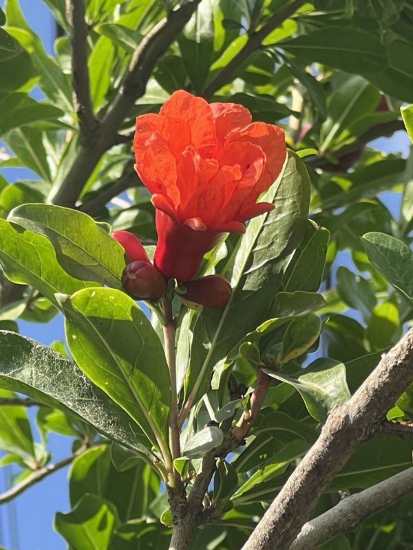 #Что это цветет?. Это растение — живой символ страсти и плодородия: его алые восковые цветы похожи на застывшие языки пламени Фото: Полина Выбирайте правильный ответ Подпишись на «КП-Севастополь»