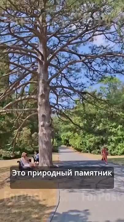 Очень интересный способ (не путать с басурманским лайфхаком) сохранить жизнь городским деревьям подсмотрел корреспондент ForPost в Алупке