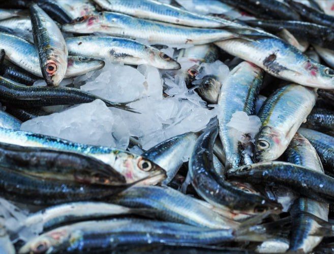 Севастопольские рыболовы добыли 12 тысяч тонн рыбы за полгода