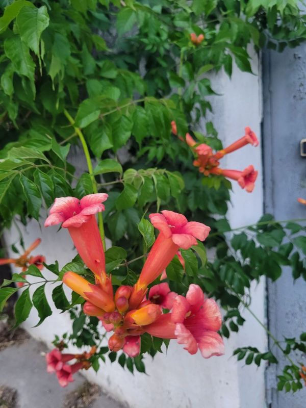 #��� �� ��������?. ��� ������ ����� �������� �� ��������� ��� �������� ����� ����� ���, ��������� ��� � �������� ������� �� ���������, ���� ��� ����� ��������������