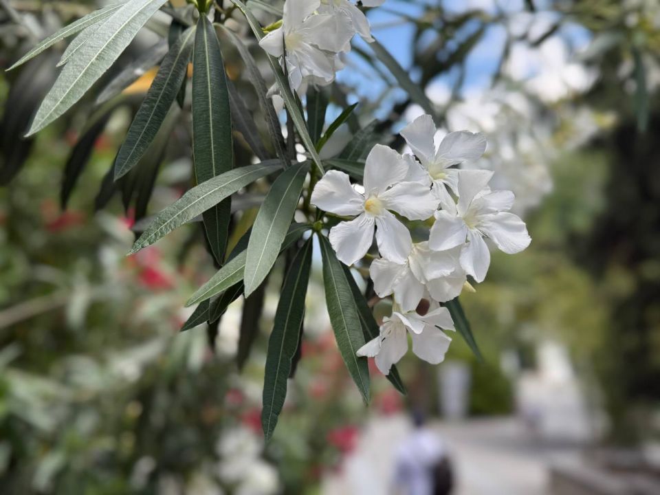 #��� �� ��������?. ��� ������� ������ �������� ����� �� �����