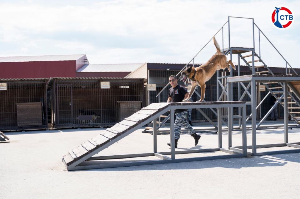 Участники Движения Первых побывали на экскурсии в центре кинологии и кавалерии Участники Движения Первых побывали на экскурсии в центре кинологии и кавалерии