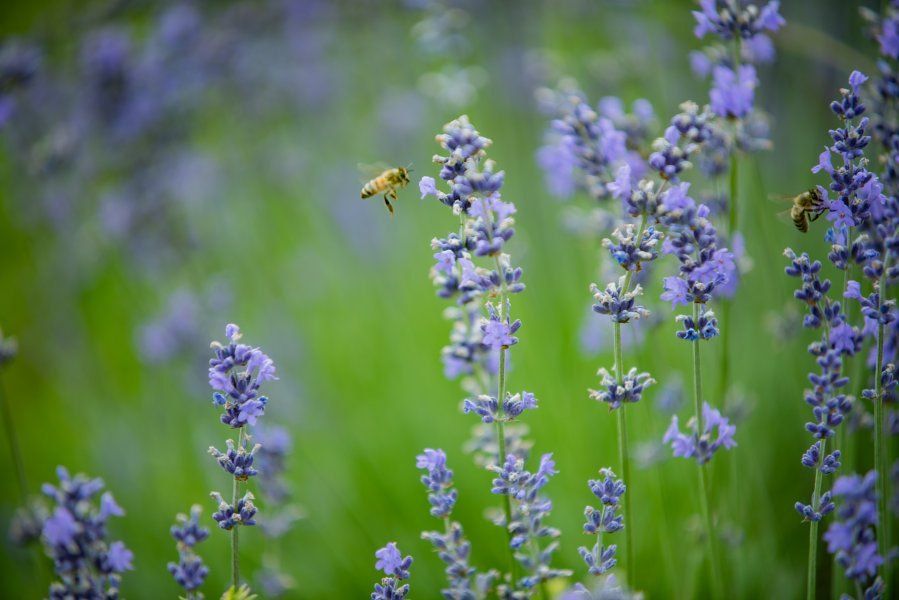 ��������������� ����������� ������������ � ������ �� ������ ��������-��������