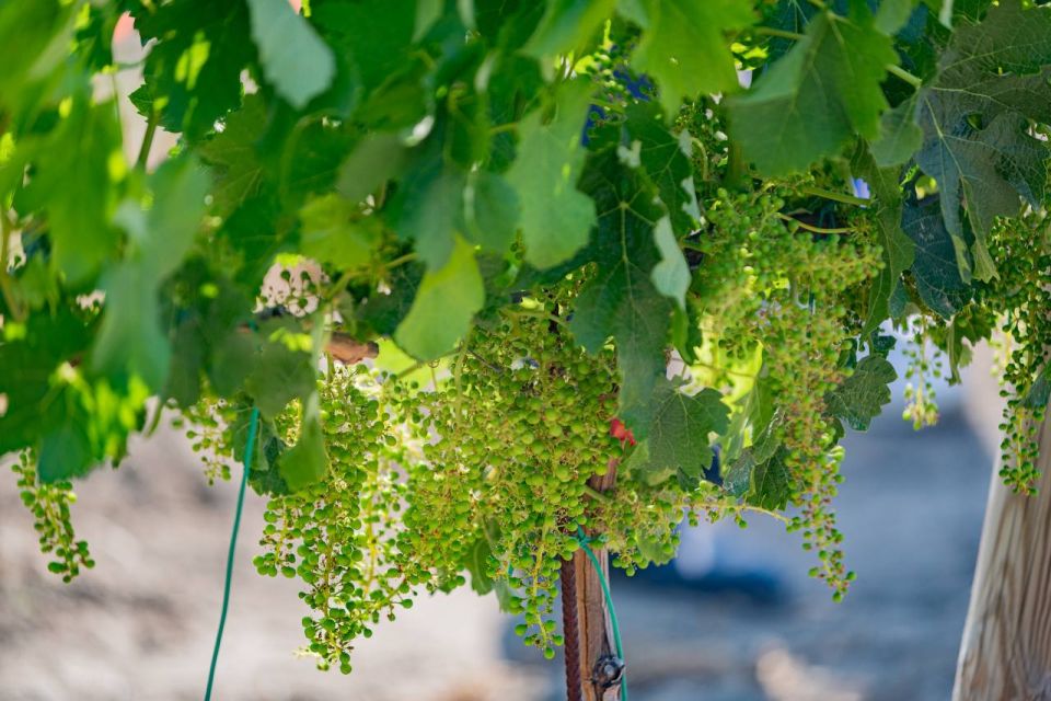 За 10 лет на поддержку виноделия в Севастополе выделили 3 миллиарда рублей За 10 лет на поддержку виноделия в Севастополе выделили 3 миллиарда рублей