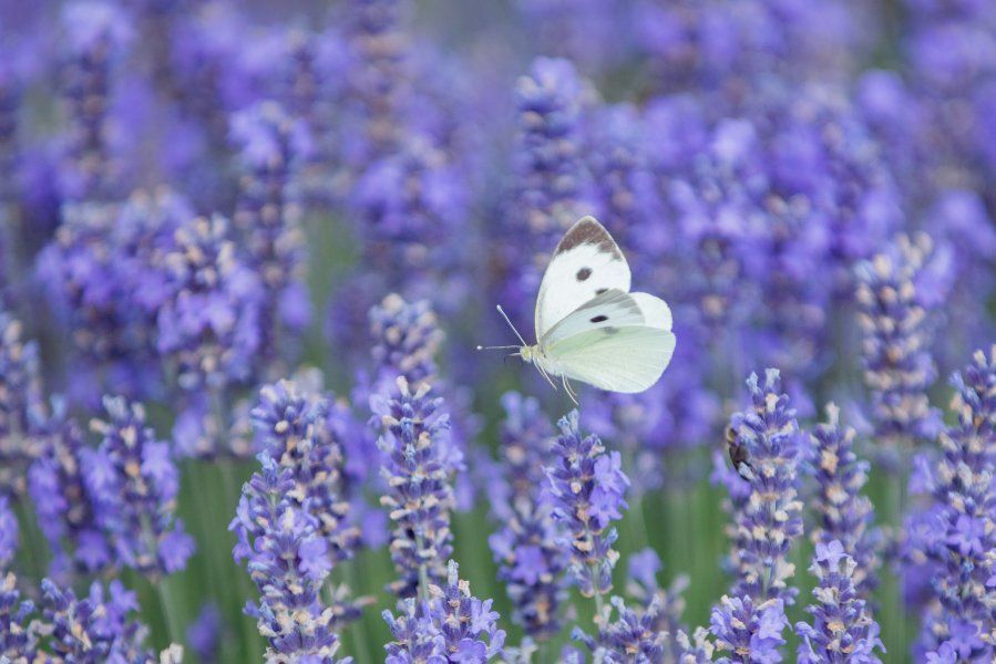 ��������������� ����������� ������������ � ������ �� ������ ��������-��������