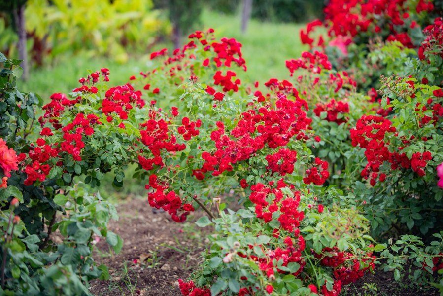 ��������������� ����������� ������������ � ������ �� ������ ��������-��������