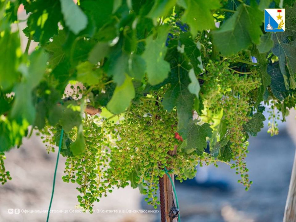 ������������ ������������ � ���������