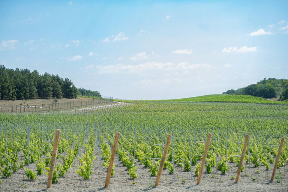 За 10 лет на поддержку виноделия в Севастополе выделили 3 миллиарда рублей За 10 лет на поддержку виноделия в Севастополе выделили 3 миллиарда рублей