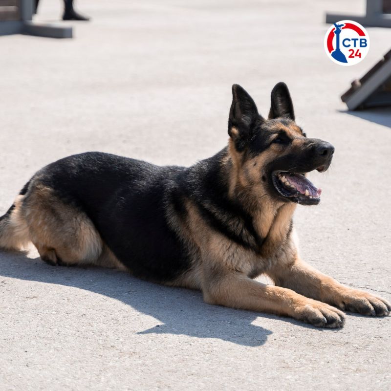 Завтра, 28 июня, в Севастополе пройдёт бесплатная вакцинация животных