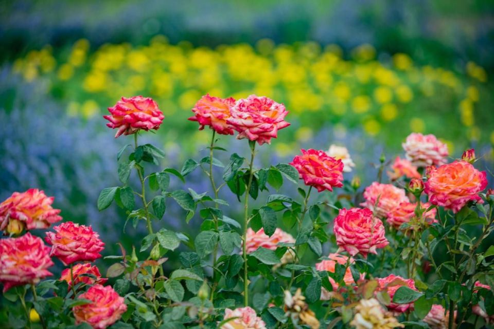 Севастопольские озеленители заменяют около 250 тысяч весенних цветов на летние Севастопольские озеленители заменяют около 250 тысяч весенних цветов на летние