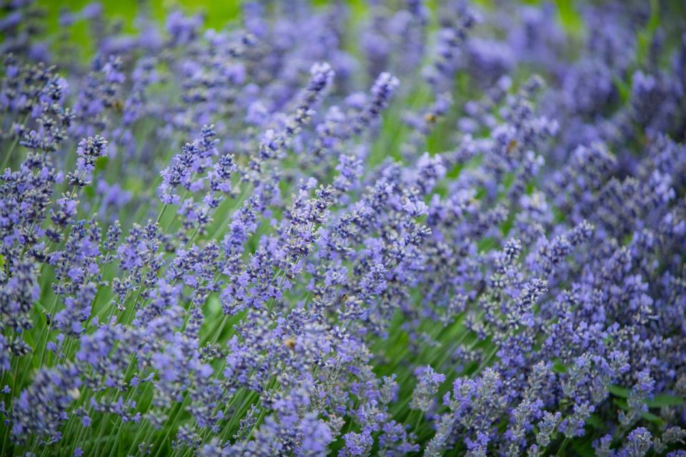 � ����������� �� ������ ��������-�������� ������ ����� 8 ����� ������