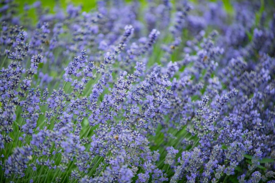 Севастопольские озеленители заменяют около 250 тысяч весенних цветов на летние Севастопольские озеленители заменяют около 250 тысяч весенних цветов на летние