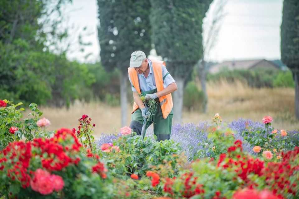 Севастопольские озеленители заменяют около 250 тысяч весенних цветов на летние Севастопольские озеленители заменяют около 250 тысяч весенних цветов на летние
