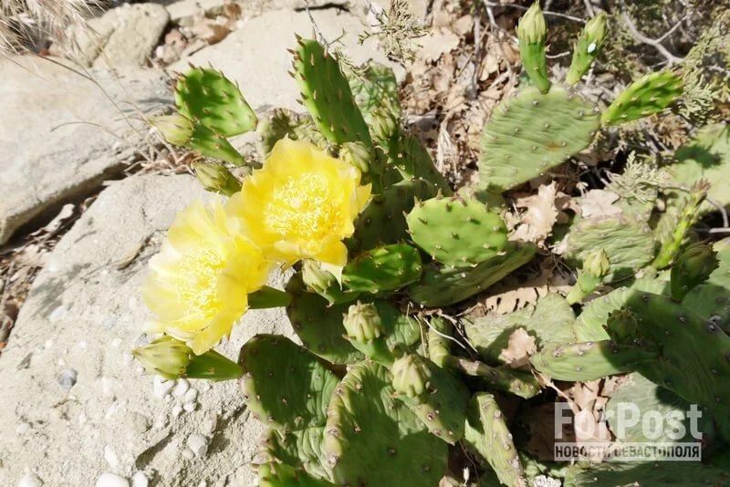 Необычные цветы все чаще привлекают внимание туристов на Южном берегу Крыма