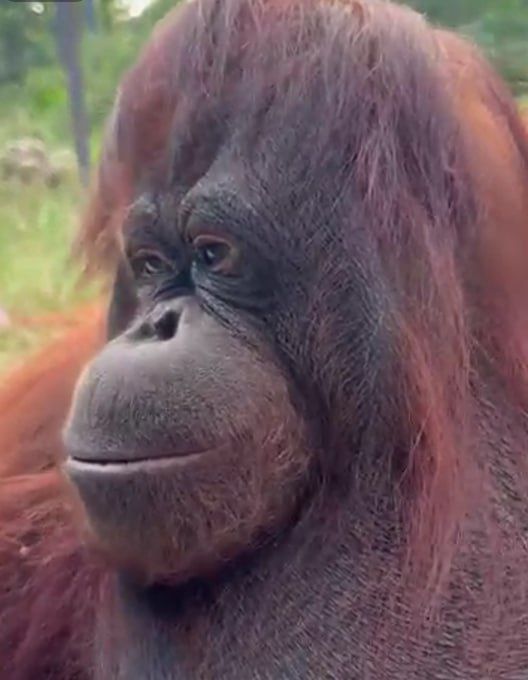 Целый день спит и не отходит от доктора: в Тайгане орангутан, которую "накурила" посетительница парка, чувствует себя неважно