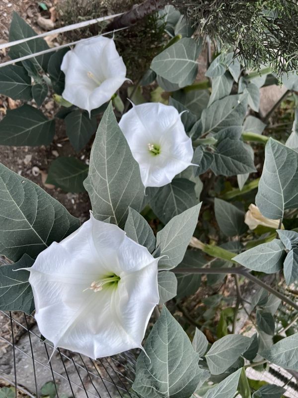 #��� ��� ������?. ���� ���������� ������ ������ ������ �� ������� ������: �������, �����������, � ������������� ��������, �� ������������ � ������ ������� ������, ������� ����������� ������