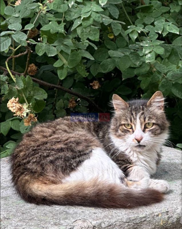 � ������ �����, �����������