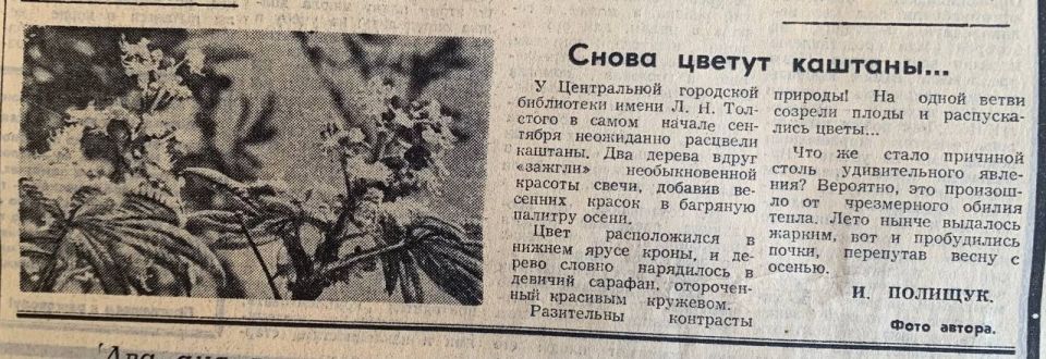 «Снова цветут каштаны…». Вырезка из газеты «Слава Севастополя» сентября 1989 года