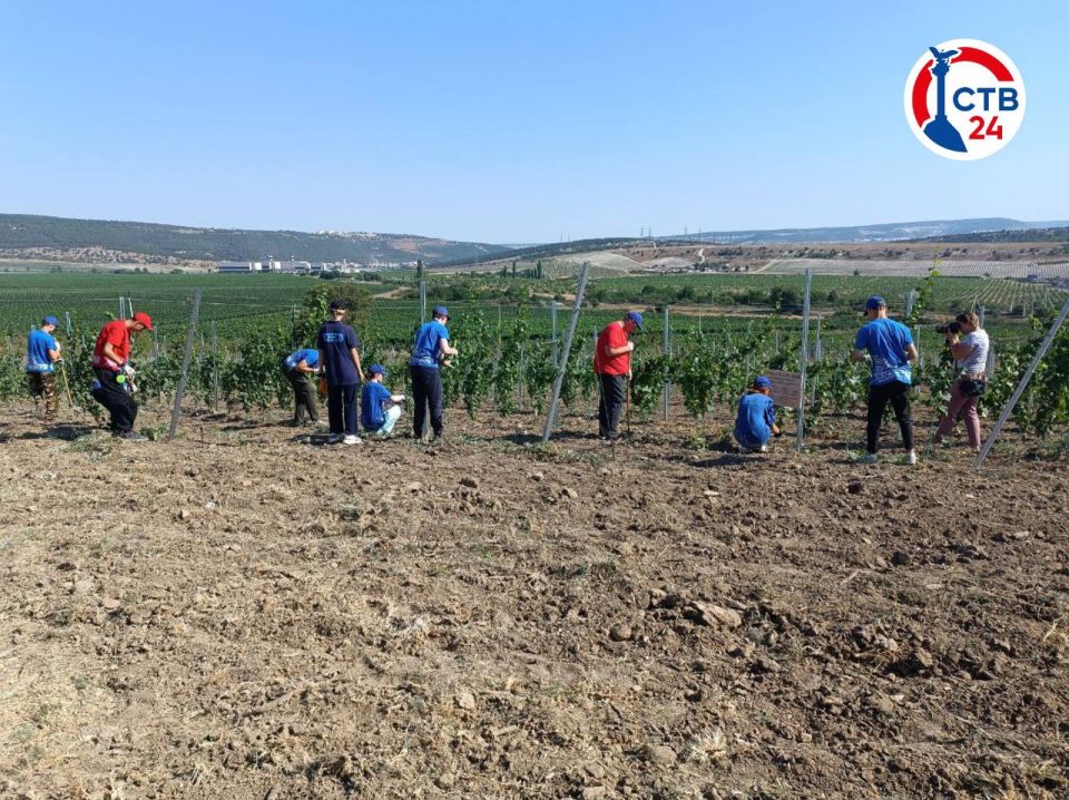 Участники губернаторских школьных отрядов трудятся на севастопольских виноградниках Участники губернаторских школьных отрядов трудятся на севастопольских виноградниках