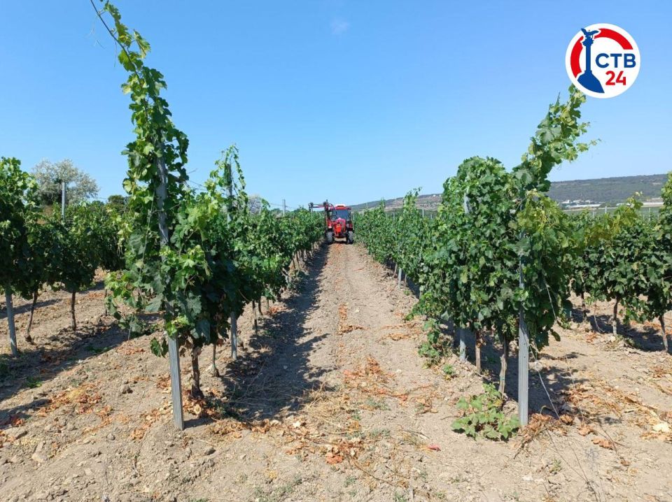 Участники губернаторских школьных отрядов трудятся на севастопольских виноградниках Участники губернаторских школьных отрядов трудятся на севастопольских виноградниках