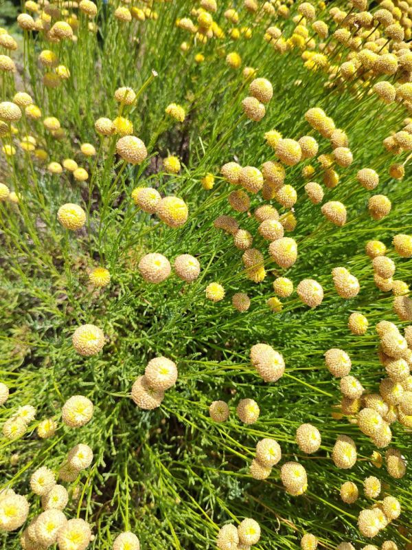 #Что за растение?. В разгар лета на концах стеблей кустарника появляются маленькие золотистые шарики-цветы — они похожи на пуговки, сияющие на изумрудной броши