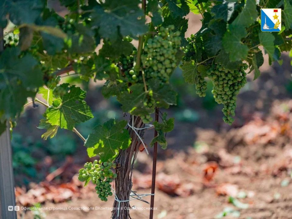 ����� �������������� ��������� �������� ������������