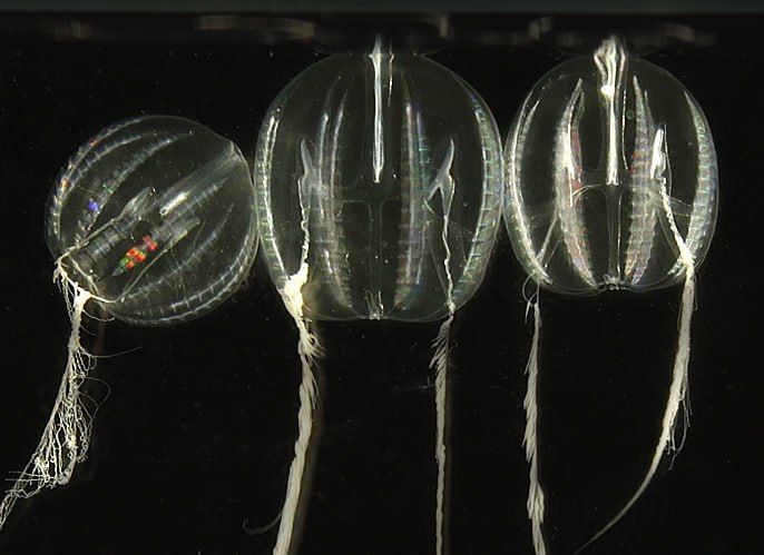 ������� �������� � ����� ����� �������� ����������-��������