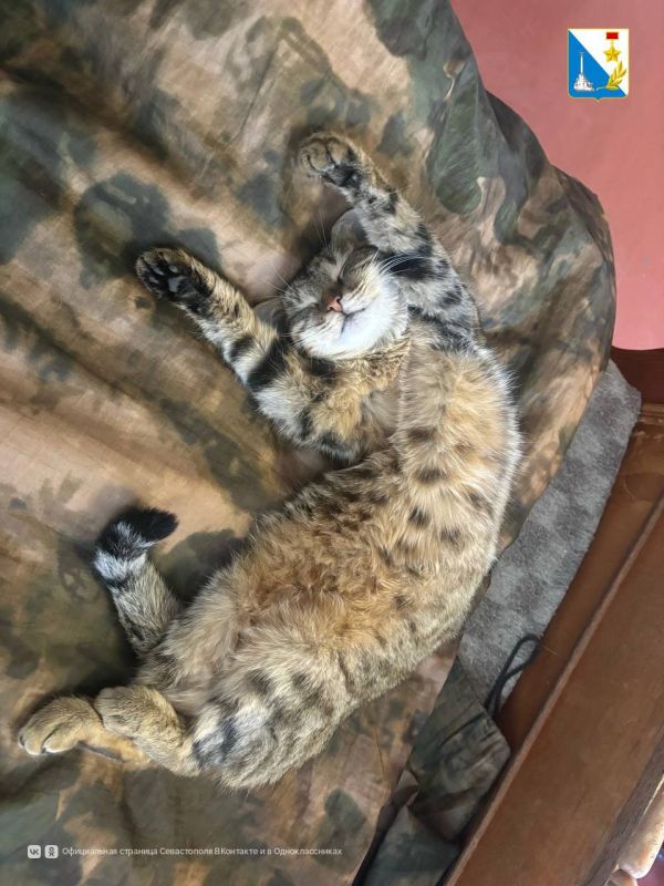 ���������� ������������ ����������