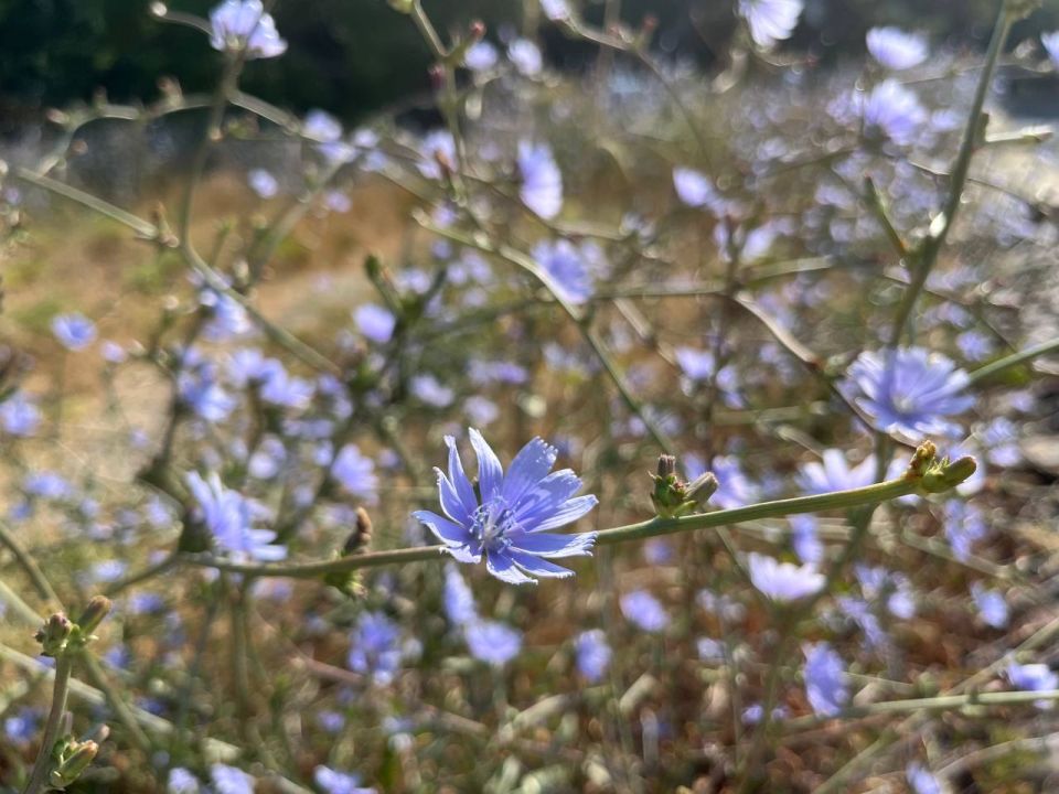 #��� �� ��������?. ��� ����-������� ������� �������� ������� �����, � ������� ������ ���������� � �������� �������� �������