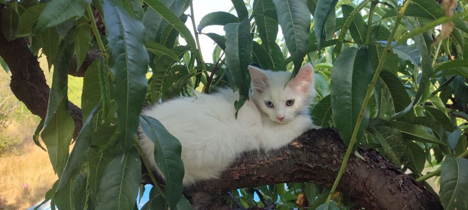 � ����������� ������������ ������������ ���������� �������� ��������