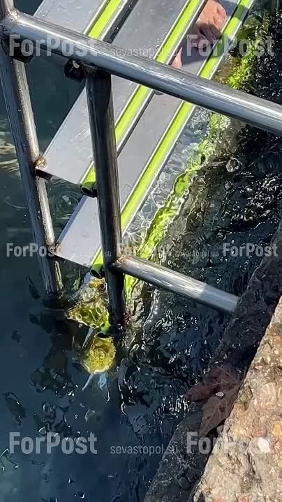 ������������� �������� �� ����� ������������ ��������������� � ������ ��� ����� �������� ����������