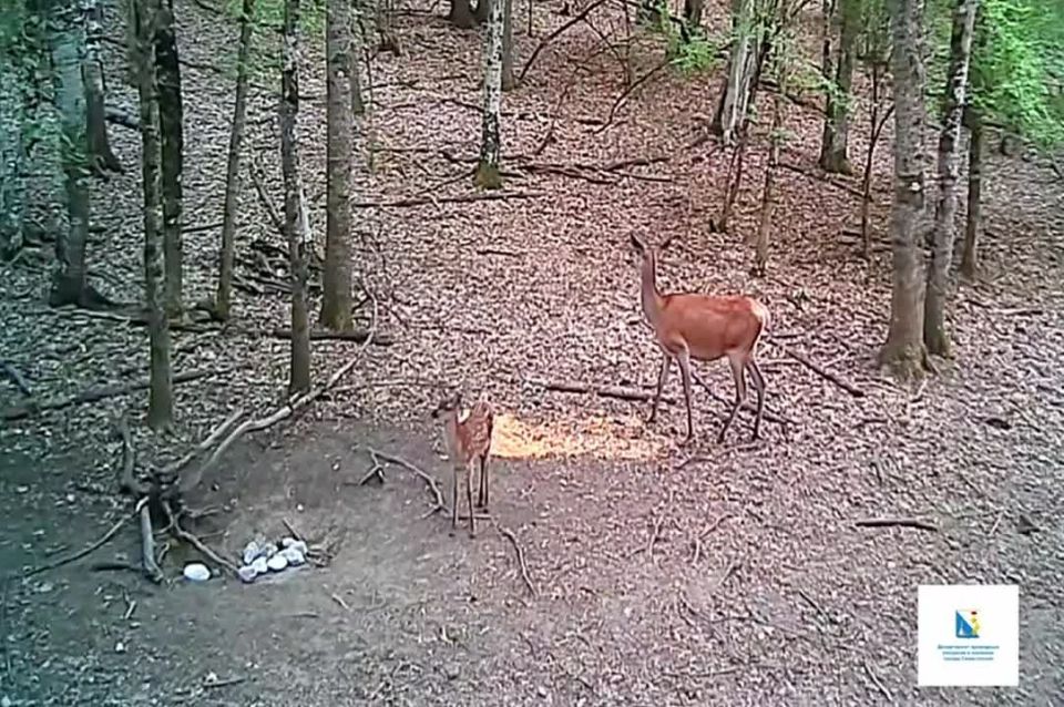 В севастопольских лесах заметили семейство оленей