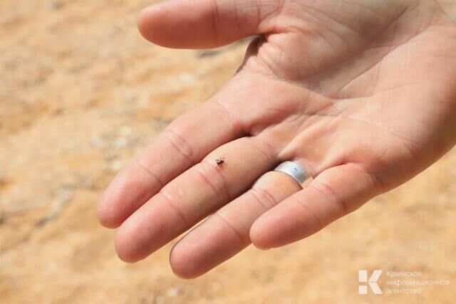 В Крыму за две недели клещи покусали 158 человек