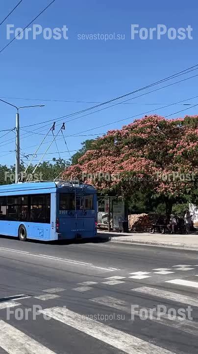 #Нам_пишут. Пожалуй, одна из самых больших в Севастополе ленкоранских альбиций спасает севастопольцев от зноя на остановке «Виктория» на проспекте Победа