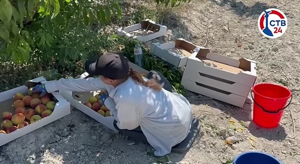 Летом в севастопольских садах соберут более 50 тонн персиков